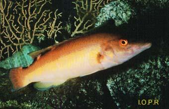 photo du labre mêlé, Labrus bimaculatus
